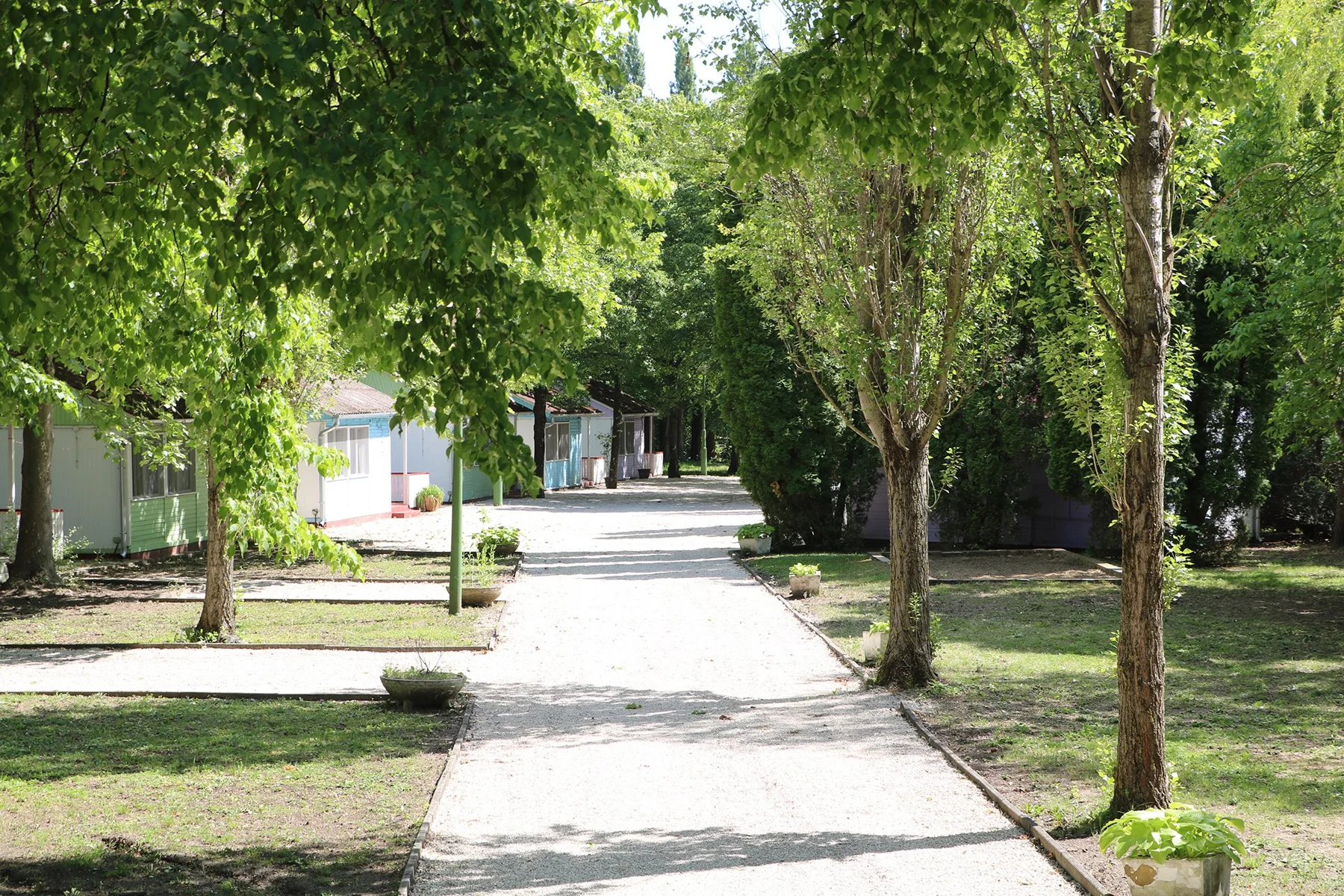 Baumgesäumter Weg